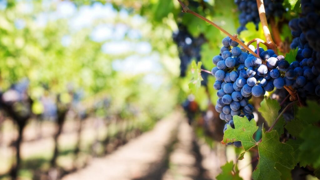 purple-grapes-vineyard-napa-valley-napa-vineyard-39511-1170x658